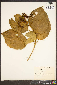 Premna tomentosa image