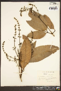 Teijsmanniodendron bogoriense image