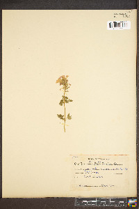 Verbena canadensis image