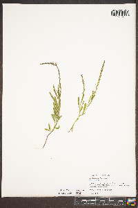 Verbena simplex image