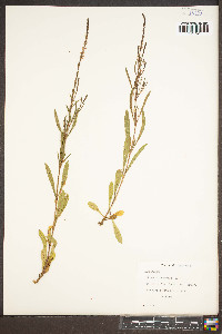 Verbena simplex image