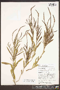 Verbena simplex image