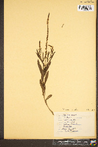 Verbena simplex image