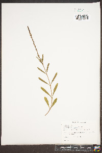 Verbena simplex image