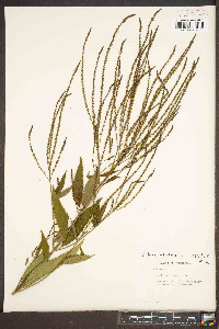 Verbena hastata image