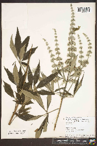 Vitex agnus-castus image