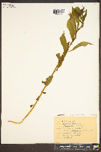 Cubelium concolor image