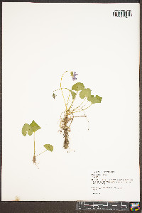 Viola affinis image