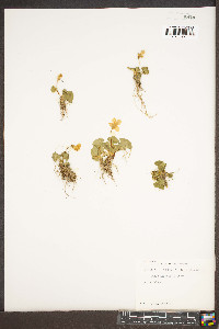 Viola affinis image