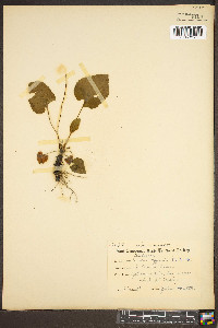 Viola affinis image