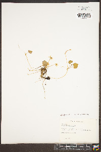 Viola blanda image