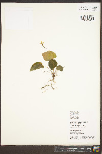 Viola canadensis var. canadensis image