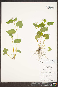 Viola canadensis var. canadensis image