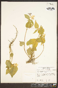 Viola canadensis var. corymbosa image