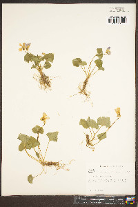 Viola cucullata image