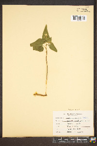 Viola hastata image