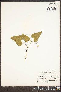 Viola hastata image