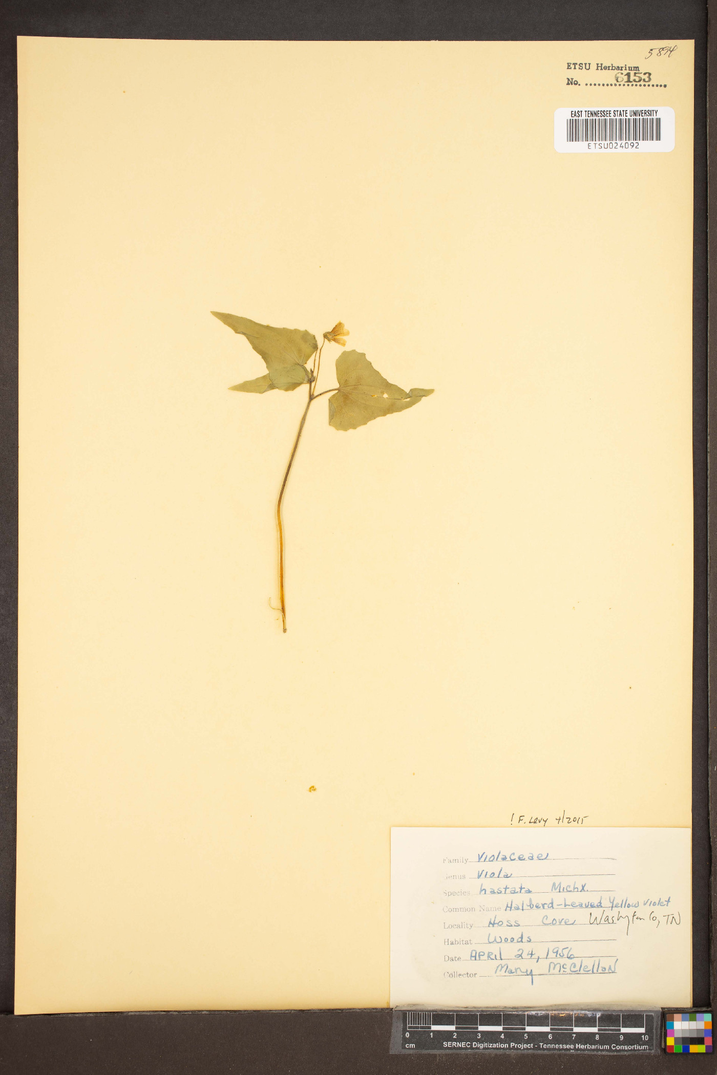 Viola hastata image
