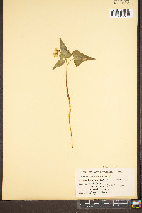 Viola hastata image