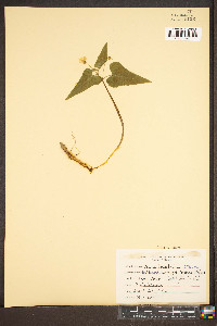 Viola hastata image