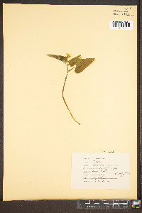 Viola hastata image