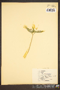 Viola hastata image