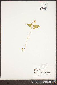 Viola hastata image