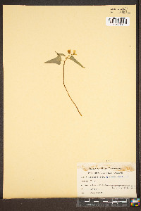 Viola hastata image