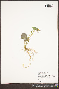 Viola hirsutula image