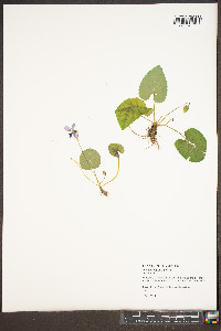 Viola hirsutula image