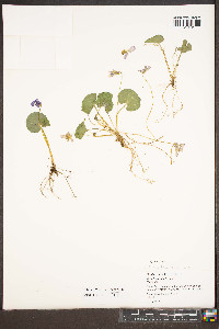 Viola hirsutula image