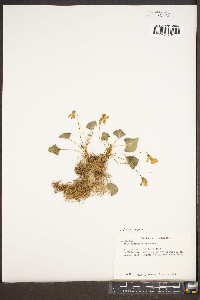 Viola hirsutula image