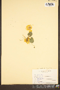 Viola hirsutula image