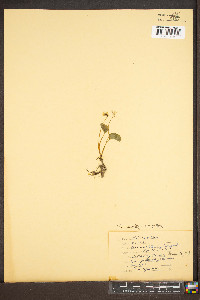 Viola macloskeyi image