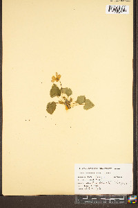 Viola odorata image