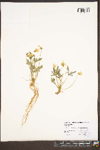 Viola palmata image