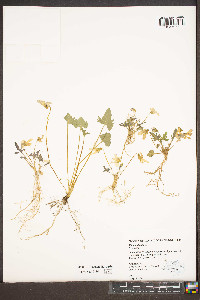 Viola palmata image