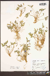 Viola palmata image