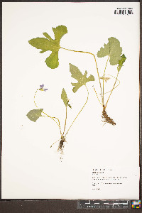 Viola palmata image