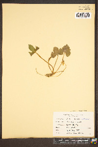 Viola palmata image