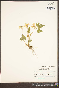 Viola palmata image