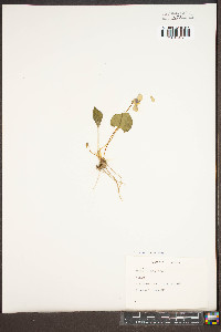 Viola triloba image