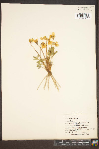 Viola pedata var. lineariloba image