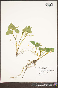 Viola pensylvanica image