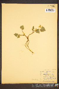 Viola pensylvanica image