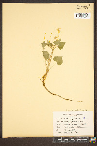 Viola pensylvanica image