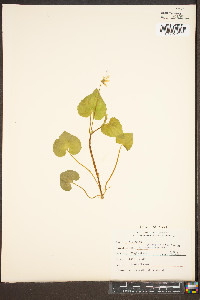 Viola pensylvanica image
