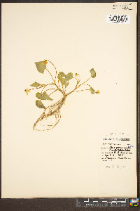 Viola pensylvanica image