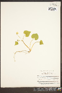 Viola pensylvanica image