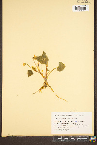 Viola pensylvanica image